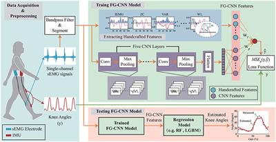 Estimation of knee joint movement using single-channel sEMG signals with a feature-guided convolutional neural network